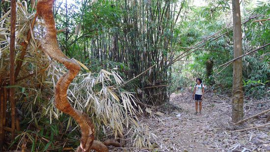 Der Weg rund um den See führt durch riesige Bambushaine