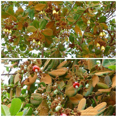 Überall am Wegesrand zu sehen: Bäume mit gelben und roten Früchten, die aussehen wie kleine Paprikaschoten mit einem grüngrauen herausragenden Samen. Es sind Cashew-Nuss Bäume!