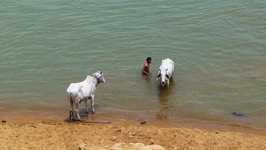 Auch die Rindviecher freuen sich über ein erfrischendes Bad