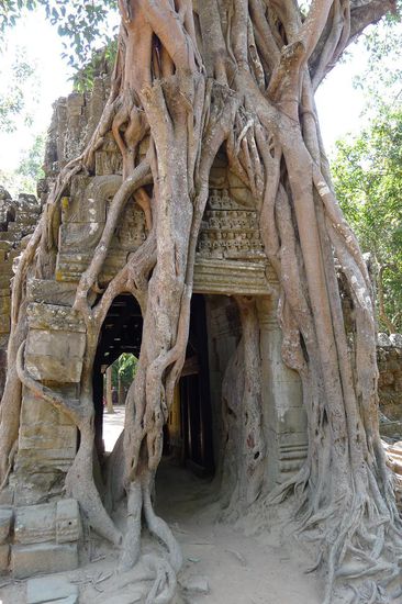 ......bekannt für die baumüberwachsenen Ruinen. Wir haben bei Weitem noch nicht alles gesehen, aber uns hat es ausgereicht und wir radeln zufrieden in die Stadt zurück.