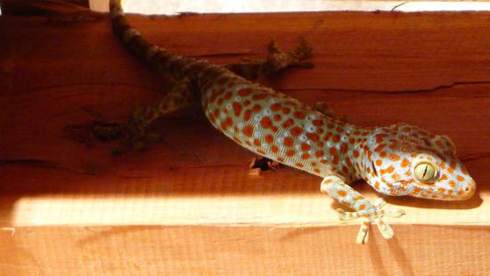 Unser kleiner bunter Zimmergenosse.