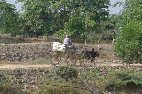 Das Hauptfortbewegungsmittel auf dem Land sind Ochsenkarren