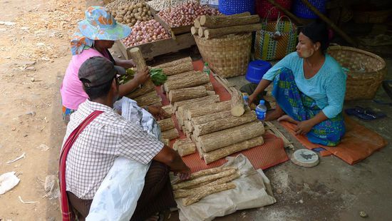 Auf dem Markt kann man an vielen Ständen Thanakah Holz kaufen....