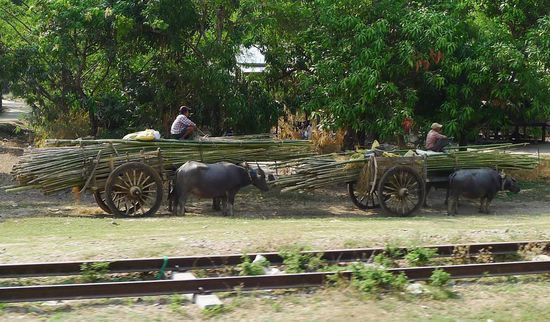 Haupttransportmittel für Waren und Personen sind in den Dörfern Ochsenkarren