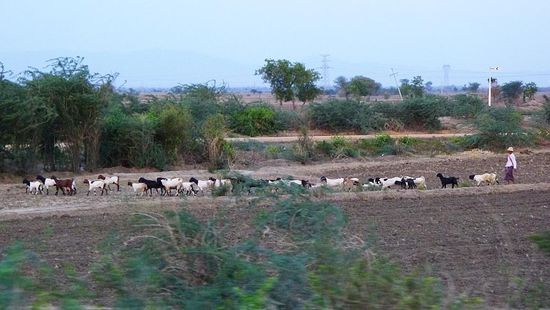 Ein idyllisches Bild, der Hirte treibt seine Ziegenherde abends zurück ins Dorf