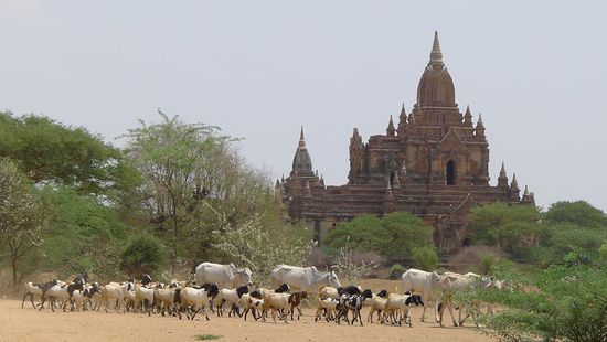 Abends wird das Vieh zurück ins Dorf getrieben