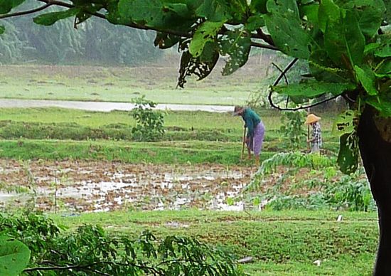 Bauern bearbeiten nach dem Regen ihre nassen Felder