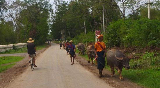 Auf der Radeltour um den Inlesee kamen uns immer wieder Bauern mit ihren Wasserbüffeln entgegen