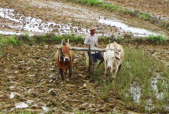 Auf den Feldern sahen wir die Bauern nur mit Ochsengespannen pflügen