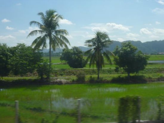 Malayische Reisfelder