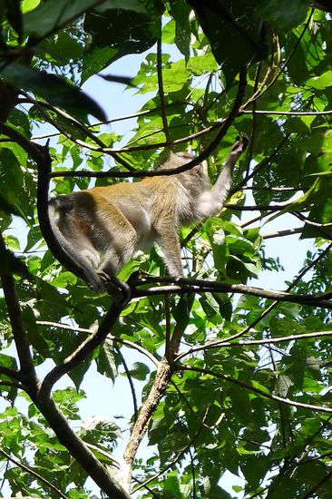 Unser erster malayische Affe in freier Wildbahn