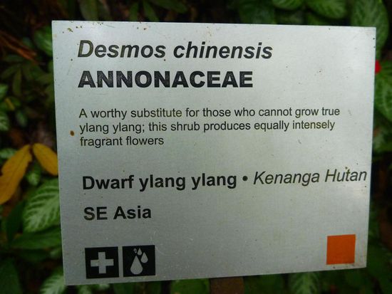 Zur Erklärung der Pflanze.....