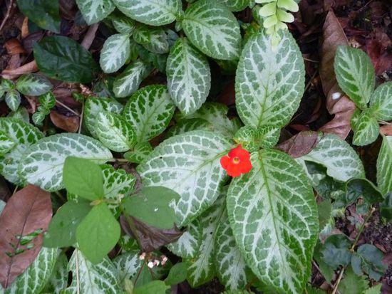 ... das Original , so klein aber mit grossem Duft