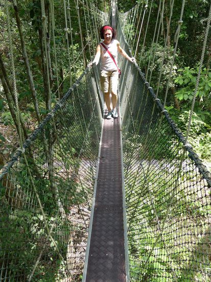 ... beginnt in den Baumwipfeln