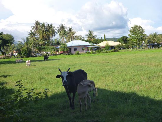 Blick aus dem Fenster auf die grüne Wiese und in grosse Kuhaugen.
Ca.20 Kühe , 10.000. Frösche und 1.000.000 Mücken (nicht verunsichern lassen, es war sehr schön hier )