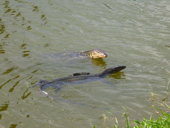 2 Moitor Lizards, recht imposante Burschen