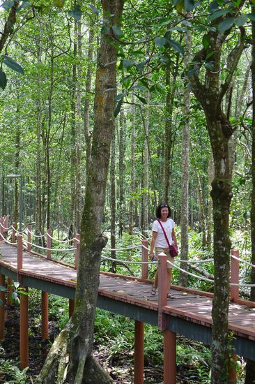 Weg durch den Mangrovenwald