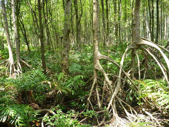 Unglaublich schöne Mangroven-Wildnis