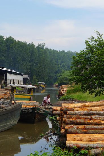 Mangrovenholz wird in die Fabrik geliefert