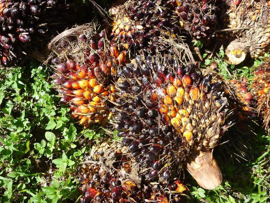 Überall lagen die Früchte der Ölpalmen