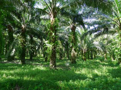 Auf dem Weg die allgegenwärtigen riesigen Ölpalmplantagen