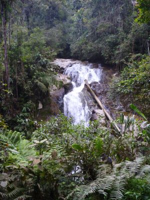 Ein Blick auf den Robinson Wasserfall, der sich in mehreren Stufen durch den Wald zieht