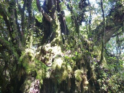 Uralte bemooste Bäume waren beeindruckend im Mossy Forest