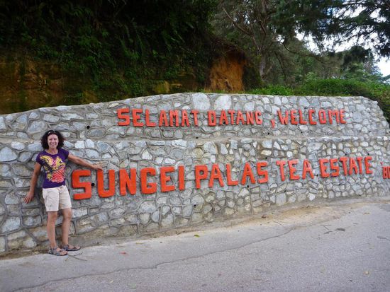 Hier wird der in Malaysia allseits bekannte Boh - Tee angebaut