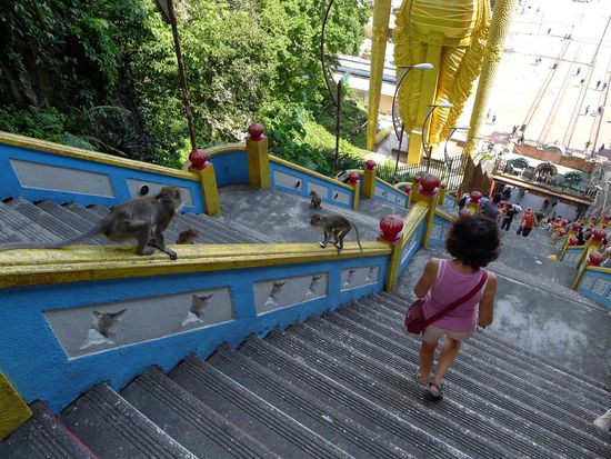 Auch hier wird die Szenerie von Affen beherrscht, hier versuchen die  wirklich alles zu greifen was irgendwie greifbar ist
