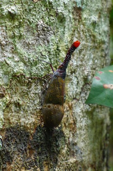 ....und entdeckten uns unbekannte Tiere