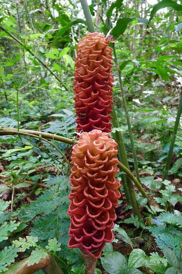 Im Dickicht sahen wir Ingwergewächse