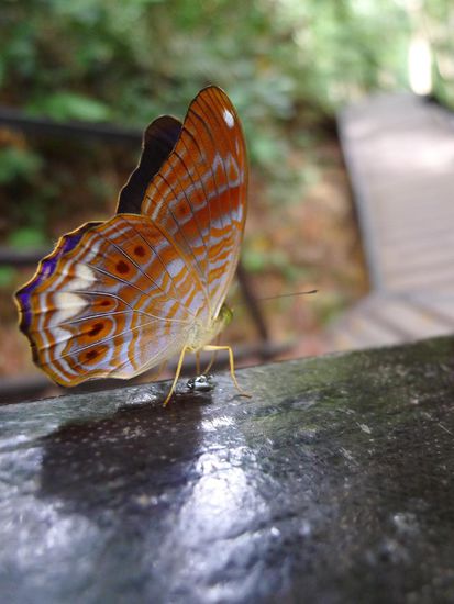Überall flogen bunte Schmetterlinge herum