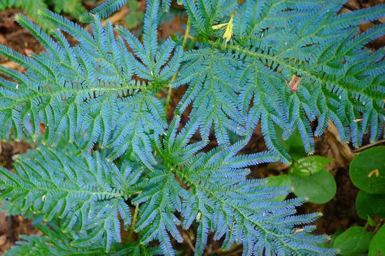 Unglaublich, stellenweise schimmerte der Boden in Blautönen