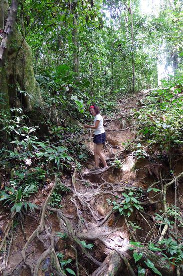 Zusätzlich sind Wurzeln und Lianen immer gute Hilfsmittel