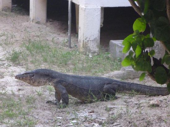 Diese Jungs (Monitor Lizard) liefen in der Anlage herum....