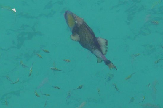 Man sieht viele bunte Fische allein schon beim Stehen im Wasser