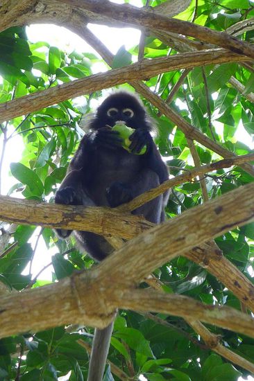 Diese niedlichen Gesellen nutzten die Hüttendächer als Sprungbrett in die Mangobäume oder anschließend als Fluchtweg
