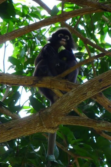 Die Affen sehen putzig aus, richten aber grossen Mango-Schaden an
(wir sind trotzdem auf der Seite der Affenbande)