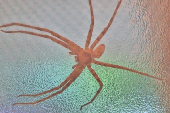 Ich hörte Oliver aus dem Bad sagen : Das wird dir gar nicht gefallen wenn du es siehst. Das Bild hier ist verkleinert.