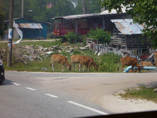 Kühe laufen frei überall herum. Am Strassenrand haben wir auch einige überfahrene Kühe liegen gesehen