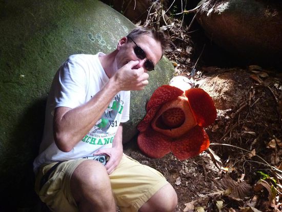... begrüsste uns die Rafflesia mit ihrem gewöhnungsbedürftigen Duft. In diesem Fall war die Blüte ca. 75cm gross und am 2. Tag nach Erblühen, dem besten Tag.