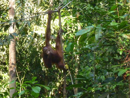 Und dann turnte er durch die Bäume! Ein Hauptdarsteller der sich über viele Zuschauer freuen konnte. Die Kollegen hatten an diesem Tag scheinbar keine Lust.