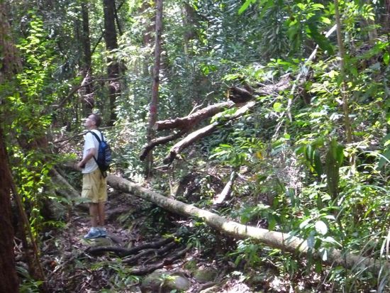 Im Santubong Nationalpark hörten wir wieder einmal viele Tiere durch das Grün huschen, es war aber schwierig sie zu sehen