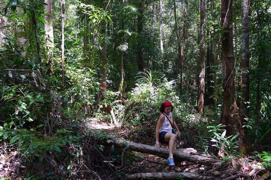Das Einzige was beim Überklettern der Baumstämme stört, sind immer die riesigen Ameisen. Die werden richtig sauer wenn man ihren Weg unterbricht und das ist nicht lustig.