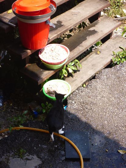 An der Fähranlegestelle stand frisches  Hühnerfleisch, was die kleine Katze freute.....