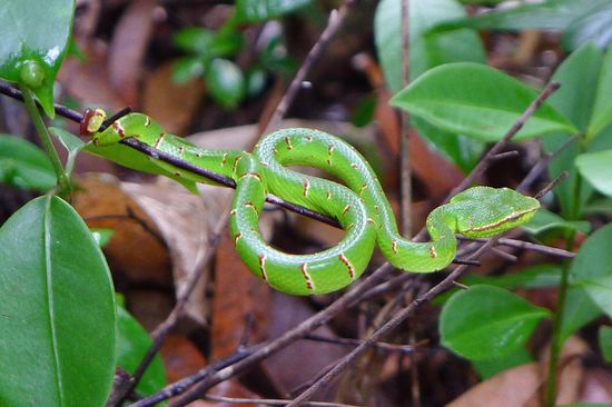 Auf dem Weg dorthin entdeckten wir diese leuchtend grüne Viper