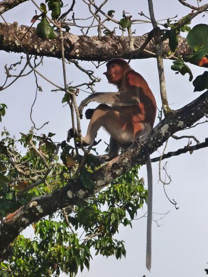 Einfach nur klasse die Nasenaffen, die hätten wir stundenlang beobachten können