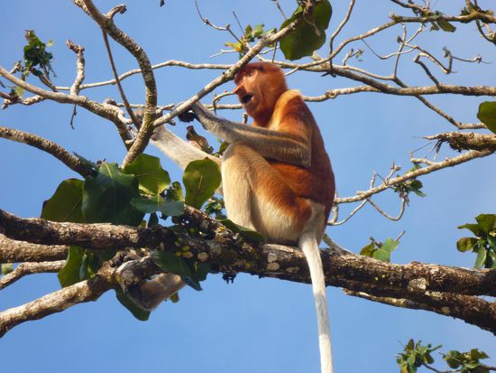 Sie erschienen bevorzugt morgens und abends in Strandnähe