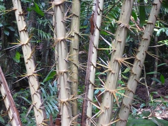 Man musste nur aufpassen, dass man sich nicht aus Versehen an diesen Stämmen festhielt wenn man rutschte