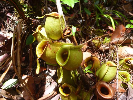 .....die Pitcher Plants, verschiedene Formen, Farben......